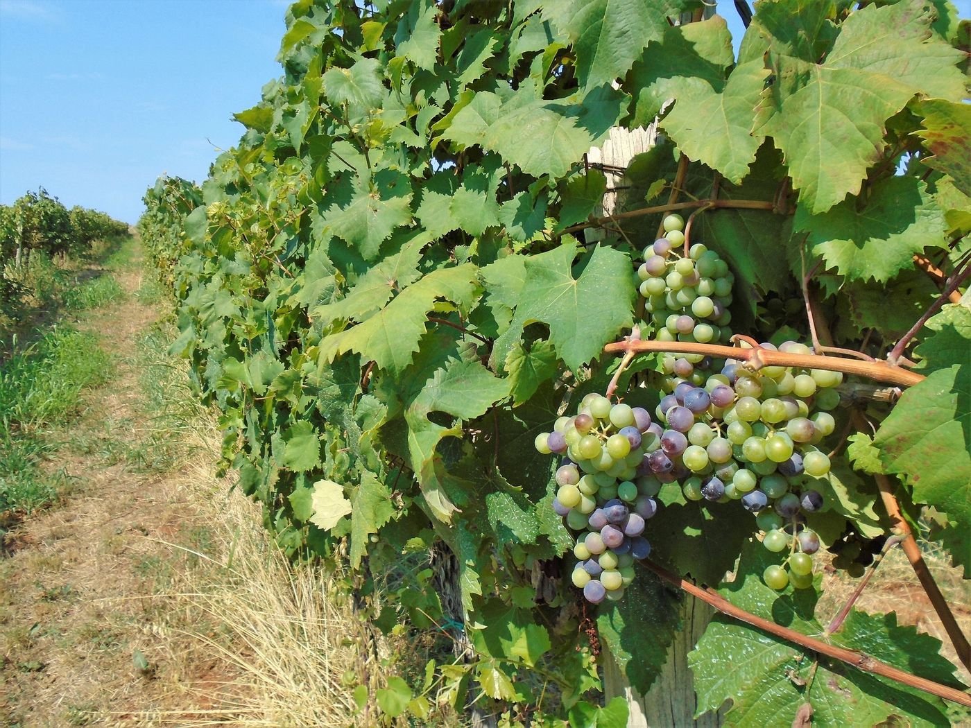 Grozdovi terana u istarskom vinogradu